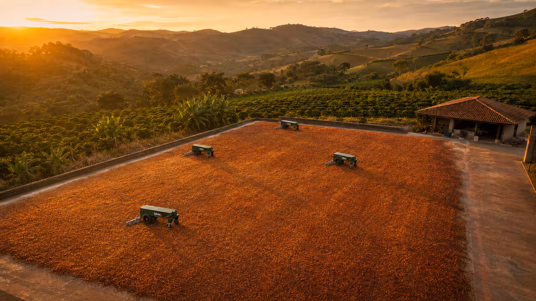 Robôs biw4agro operando no terreiro de café ao pôr do sol
